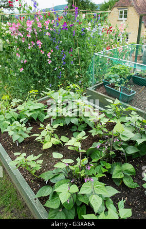 Lits de légumes relevée dans un cottage anglais jardin. En vertu de l'Ashton Hill, Wychavon, Worcestershire, Angleterre. Banque D'Images