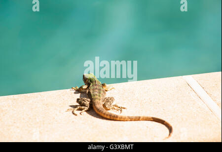 Un jeune l'iguane noir bronze au bord de la piscine Banque D'Images