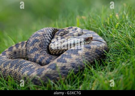 Vipère vipera berus photo Sussex England Printemps 2015 Banque D'Images