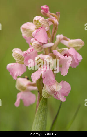 Rose pâle, moins commune, forme de couleur de l'orchidée à ailes vertes, Royaume-Uni. Banque D'Images