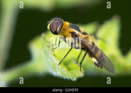 Downland Villa (Villa cingulata) bee-fly en profil. Imiter l'abeille rare dans la famille Bombylidae, montrant les Cheveux et yeux composés Banque D'Images