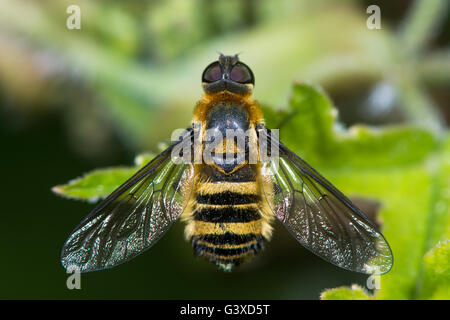 Downland Villa (Villa cingulata) bee-fly à partir de ci-dessus. Imiter l'abeille rare dans la famille Bombylidae, montrant les Cheveux et yeux composés Banque D'Images