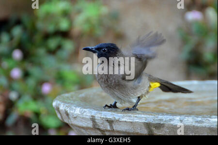 Il y a un grand nombre de secousses passe Banque D'Images