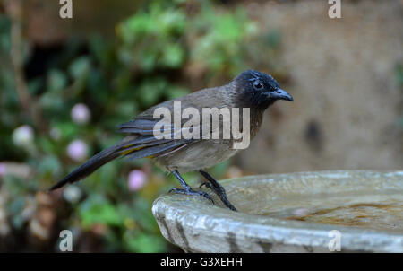 Le "devrait I, ou est-ce que je ne devrais pas, faire le saut" d'un Bulbul Banque D'Images