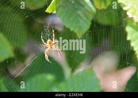 L'araignée et son site web dans un parc clos de Cholet (France). Banque D'Images