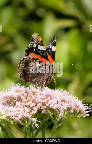 L'amiral rouge, Vanessa atalanta, seul adulte se nourrit de Agrimony de chanvre. Prises d'août. Minsmere, Suffolk, UK. Banque D'Images