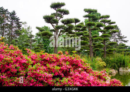 Jardin japonais de Nordpark, Düsseldorf (Allemagne) avec les rhododendrons en fleurs et pins japonais dans l'arrière-plan Banque D'Images