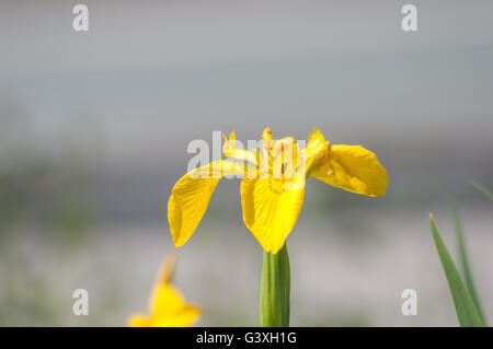 Iris pseudacorus iris jaune ou de l'Europe iris sauvage, de l'eau. Banque D'Images