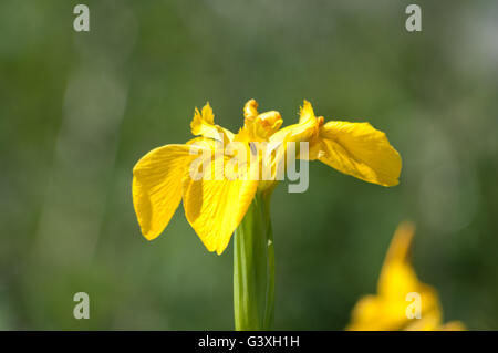 Iris pseudacorus iris jaune ou de l'Europe iris sauvage, de l'eau. Banque D'Images