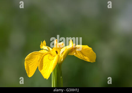 Iris pseudacorus iris jaune ou de l'Europe iris sauvage, de l'eau. Banque D'Images