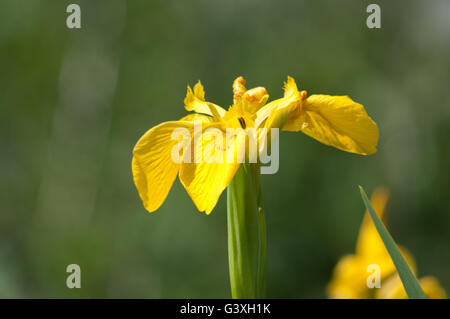 Iris pseudacorus iris jaune ou de l'Europe iris sauvage, de l'eau. Banque D'Images