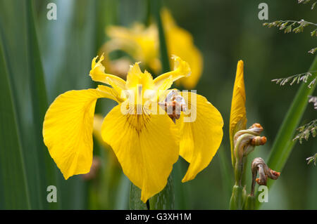 Iris pseudacorus iris jaune ou de l'Europe iris sauvage, de l'eau. Banque D'Images