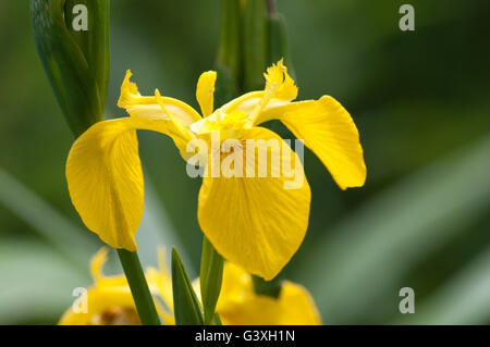 Iris pseudacorus iris jaune ou de l'Europe iris sauvage, de l'eau. Banque D'Images