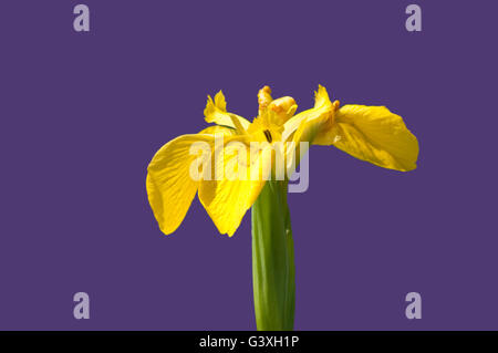 Iris pseudacorus iris jaune ou de l'Europe iris sauvage, de l'eau. Banque D'Images