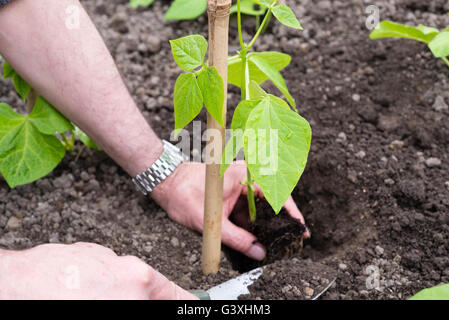 La plantation de haricots (Phaseolus coccineus) 'White Lady' à côté de canne à sucre prend en charge sur l'attribution. Banque D'Images