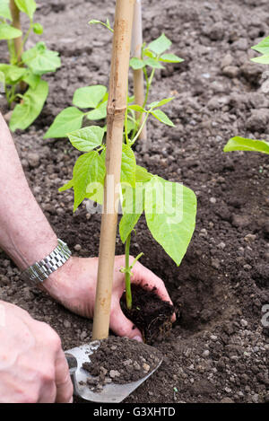 La plantation de haricots (Phaseolus coccineus) 'White Lady' à côté de canne à sucre prend en charge sur l'attribution. Banque D'Images