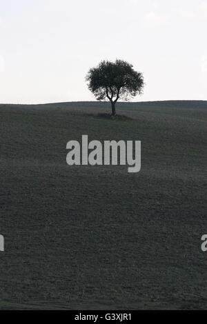 Un bel arbre au milieu de la campagne Toscane Banque D'Images