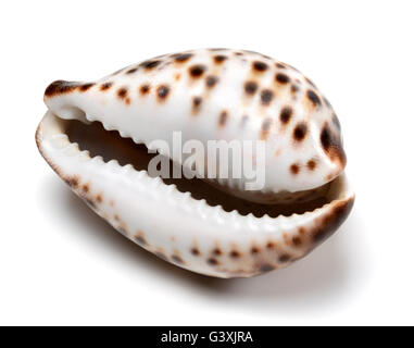 Coquille de Cypraea tigris isolé sur fond blanc. Vue rapprochée. Banque D'Images