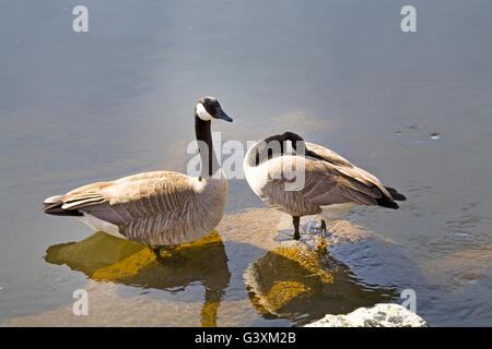 L'accouplement d'un couple de bernaches du Canada au printemps. Banque D'Images