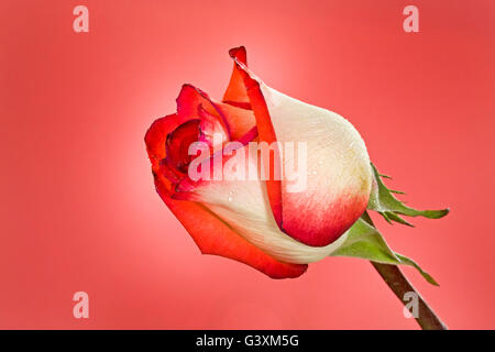 Portrait d'une rose rose bud Banque D'Images