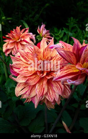 Un beau bouquet de Dahlias moucheté rouge et orange Banque D'Images