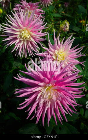 Un groupe de 3 dahlias cactus rose Banque D'Images