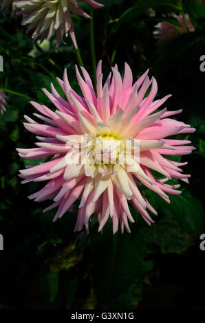 Un seul cactus dahlia rose Banque D'Images