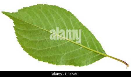 La face arrière de la Prunus padus arbre vert feuille ( bird cherry, micocoulier, hagberry, prunier) isolé sur fond blanc Banque D'Images