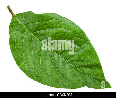 Feuille verte d'Calycanthus chinensis (Syringa, lilas, lilas hongrois) isolé sur fond blanc Banque D'Images