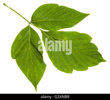 Feuilles vertes avec des rameaux de frêne érable (Acer negundo) Arbre isolé sur fond blanc Banque D'Images