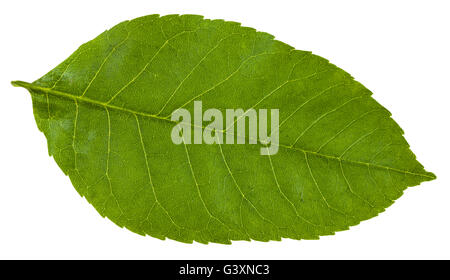 Fraxinus ornus feuille verte d'arbre (la manne de l'Europe du Sud, frêne frêne à fleurs) isolé sur fond blanc Banque D'Images