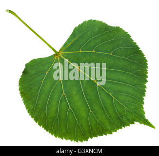 L'arrière de la feuille verte d'Tilia platyphyllos tree ( largeleaf linden, , lime à grandes feuilles) isolé sur fond blanc Banque D'Images