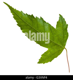 L'arrière de la feuille verte d'Acer tataricum (érable de Tartarie, tatar, Acer tataricum subsp ginnala érable ) isolé sur blanc Banque D'Images