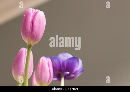 Tulipes et fleurs anémone avec des gouttes d'eau formées sur le côté Banque D'Images