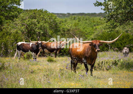 Texas Longhorn en montagne fleurs sauvages Banque D'Images