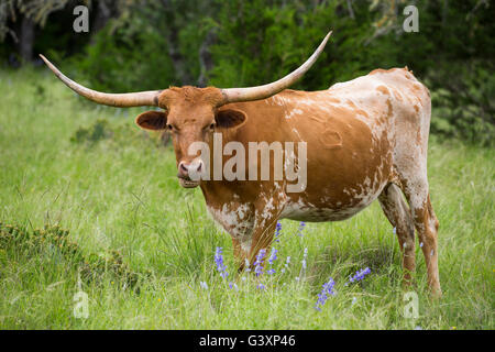 Texas Longhorn en montagne fleurs sauvages Banque D'Images