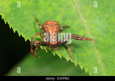 Crabe araignée (Xysticus sol sp.) sur feuille, menace l'affichage. Banque D'Images
