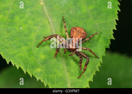 Crabe araignée (Xysticus sol sp.) sur la feuille. Banque D'Images