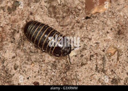 Comprimé mille-pattes (Glomeris marginata) sur sol sablonneux. Banque D'Images