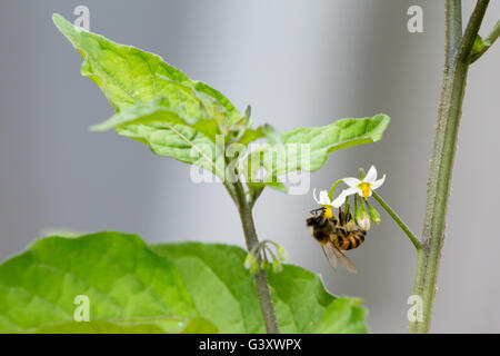 Asuncion, Paraguay. 15 juin 2016. L'ouvrier de l'abeille de miel recueille le nectar des fleurs de la nuageuse noire (Solanum nigrum), est vu pendant la journée nuageuse à Asuncion, Paraguay. Crédit : Andre M. Chang/Alamy Live News Banque D'Images