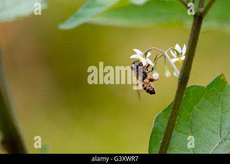 Asuncion, Paraguay. 15 Juin, 2016. Travailleur de l'abeille recueille le nectar de la morelle noire (Solanum nigrum) fleurs, remarque l'paniers à pollen sur ses jambes, est considéré au cours de jour nuageux à Asuncion, Paraguay. Credit : Andre M. Chang/ARDUOPRESS/Alamy Live News Banque D'Images