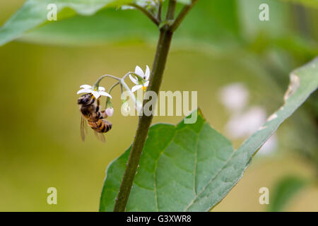 Asuncion, Paraguay. 15 juin 2016. L'ouvrier de l'abeille de miel recueille le nectar des fleurs de la nuageuse noire (Solanum nigrum), est vu pendant la journée nuageuse à Asuncion, Paraguay. Crédit : Andre M. Chang/Alamy Live News Banque D'Images