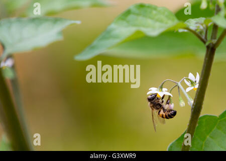 Asuncion, Paraguay. 15 Juin, 2016. Travailleur de l'abeille recueille le nectar de la morelle noire (Solanum nigrum) fleurs, remarque l'paniers à pollen sur ses jambes, est considéré au cours de jour nuageux à Asuncion, Paraguay. Credit : Andre M. Chang/ARDUOPRESS/Alamy Live News Banque D'Images