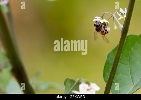 Asuncion, Paraguay. 15 juin 2016. L'ouvrier de l'abeille de miel recueille le nectar des fleurs de la nuageuse noire (Solanum nigrum), est vu pendant la journée nuageuse à Asuncion, Paraguay. Crédit : Andre M. Chang/Alamy Live News Banque D'Images