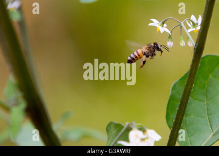 Asuncion, Paraguay. 15 Juin, 2016. Travailleur de l'abeille recueille le nectar de la morelle noire (Solanum nigrum) fleurs, remarque l'paniers à pollen sur ses jambes, est considéré au cours de jour nuageux à Asuncion, Paraguay. Credit : Andre M. Chang/ARDUOPRESS/Alamy Live News Banque D'Images