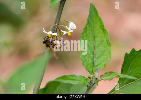 Asuncion, Paraguay. 15 Juin, 2016. Travailleur de l'abeille recueille le nectar de la morelle noire (Solanum nigrum) fleurs, remarque l'paniers à pollen sur ses jambes, est considéré au cours de jour nuageux à Asuncion, Paraguay. Credit : Andre M. Chang/ARDUOPRESS/Alamy Live News Banque D'Images