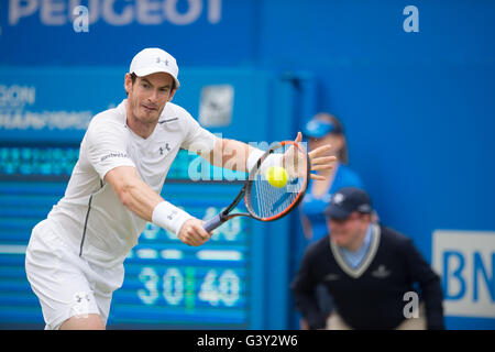 Londres, Royaume-Uni. 16 Juin, 2016. Andy Murray de Grande-Bretagne est en concurrence au cours de men's single's deuxième tour contre son compatriote Aljaz Bedene pendant l'ATP-500 Aegon Championships au Queen's Club de Londres, la Grande-Bretagne le 16 juin 2016. Murray a gagné 2-0. Crédit : Jon Buckle/Xinhua/Alamy Live News Banque D'Images