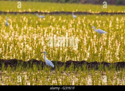 Lianyungang, Chine, province de Jiangsu. 16 Juin, 2016. Un troupeau d'aigrettes chercher de la nourriture dans un champ de riz à un parc agricole à Lianyungang, Ville de la Chine de l'est de la province de Jiangsu, le 16 juin 2016. © Si Wei/Xinhua/Alamy Live News Banque D'Images
