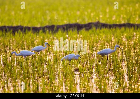 Lianyungang, Chine, province de Jiangsu. 16 Juin, 2016. Un troupeau d'aigrettes chercher de la nourriture dans un champ de riz à un parc agricole à Lianyungang, Ville de la Chine de l'est de la province de Jiangsu, le 16 juin 2016. © Si Wei/Xinhua/Alamy Live News Banque D'Images