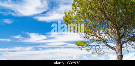 Pin (Pinus canariensis) contre le ciel bleu Banque D'Images